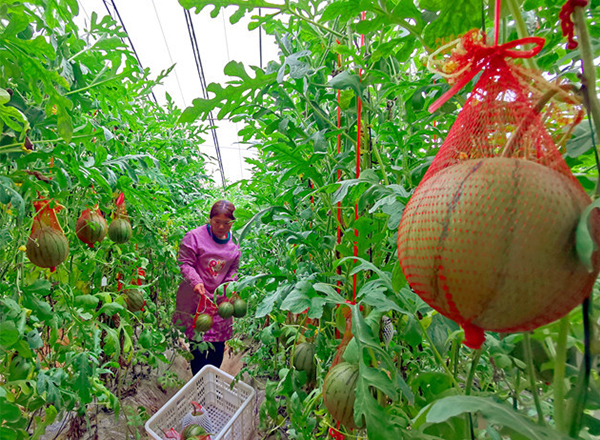 <strong>“谷雨时节，农发科技西瓜品种培育实验分时段实施</strong>